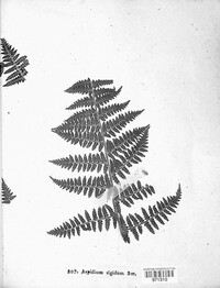Dryopteris villarii image